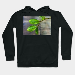 GREEN LEAVES Hoodie